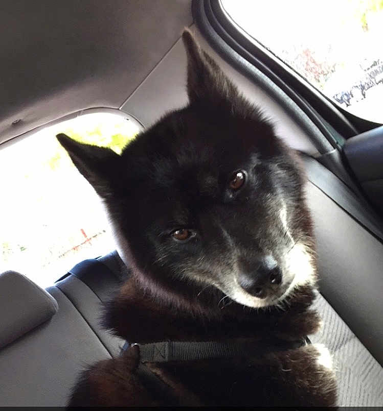 Sirka participe au concours pour gagner de l'argent avec cette photo : dog, black_dog, pet, car_interior, seat, window, fur, animal, canine, looking, curious, closeup, portrait, inside, transportation, seatbelt, daylight, ears, snout, companion