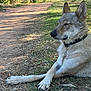 Thorgen a rejoint le concours — aidez-le/la à gagner de superbes lots ! animal, canine, collar, daytime, dirt_path, dog, ears, fur, grass, leafy, muzzle, nature, outdoor, park, paw, peaceful, quiet, relaxed, resting, sunlight