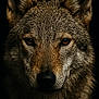 Thorgen participe au concours pour gagner de l'argent avec cette photo : amber_eyes, animal, canine, close_up, dark_background, ears, face, fur, head, intense_eyes, mammal, nature, nose, portrait, predator, wet, whiskers, wild, wildlife, wolf