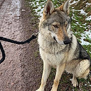Thorgen participe au concours pour gagner de l'argent avec cette photo : dog, canine, wolf_like, sitting, leash, muddy_path, snow, grass, outdoor, nature, pet, fur, ears, animal, side_view, winter, cold, paws, quiet, thoughtful