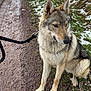 dog, canine, wolf_like, sitting, leash, muddy_path, snow, grass, outdoor, nature, pet, fur, ears, animal, side_view, winter, cold, paws, quiet, thoughtful