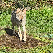 Thorgen a rejoint le concours — aidez-le/la à gagner de superbes lots ! animal, canine, closeup, daylight, dog, environment, focused, fur, grass, greenery, ground, mammal, nature, outdoor, plants, predator, sunlight, walking, wildlife, wolf_like