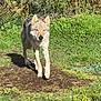 animal, canine, closeup, daylight, dog, environment, focused, fur, grass, greenery, ground, mammal, nature, outdoor, plants, predator, sunlight, walking, wildlife, wolf_like