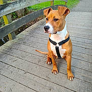 Ashka a rejoint le concours — aidez-le/la à gagner de superbes lots ! dog, brown_dog, harness, wooden_bridge, planks, paws, sitting, attentive, park, bench, trees, grass, path, outdoors, stream, fence, portrait, muzzle, ears, white_chest