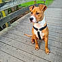 dog, brown_dog, harness, wooden_bridge, planks, paws, sitting, attentive, park, bench, trees, grass, path, outdoors, stream, fence, portrait, muzzle, ears, white_chest