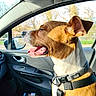 brown_dog, canine, car_door, car_interior, dog, dog_collar, happy, harness, leash, panting, passenger_seat, profile_view, seat, seat_belt, side_view, sunlight, tongue_out, travel, white_chest, window