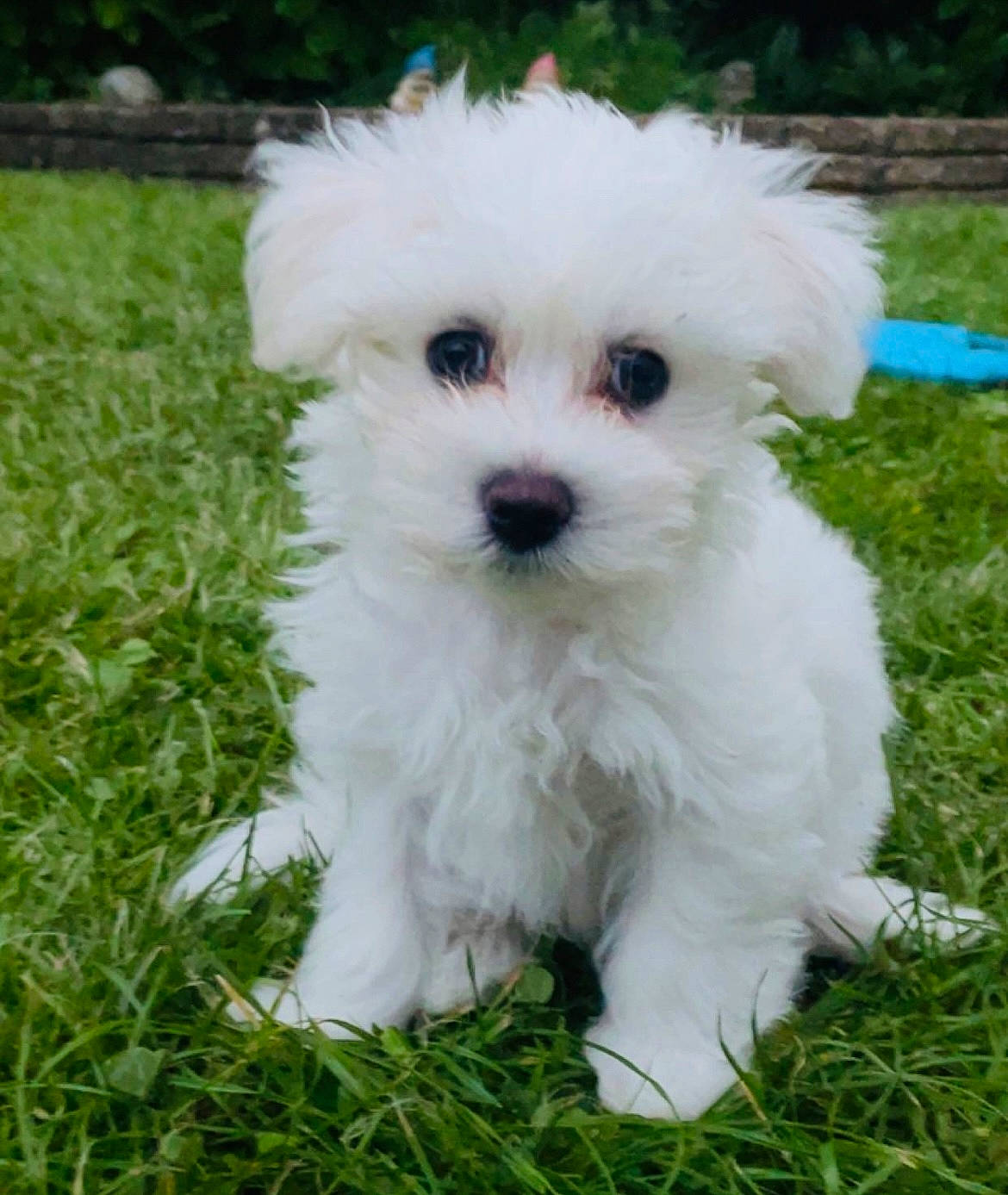 Barney is registered to the contest to win money with this photo: canidae, carnivore, companion_dog, dog, dog_breed, grass, labradoodle, maltepoo, non_sporting_group, plant, poodle, poodle_crossbreed, small_terrier, snout, sporting_group, terrier, toy_dog, tree, water_dog, working_animal