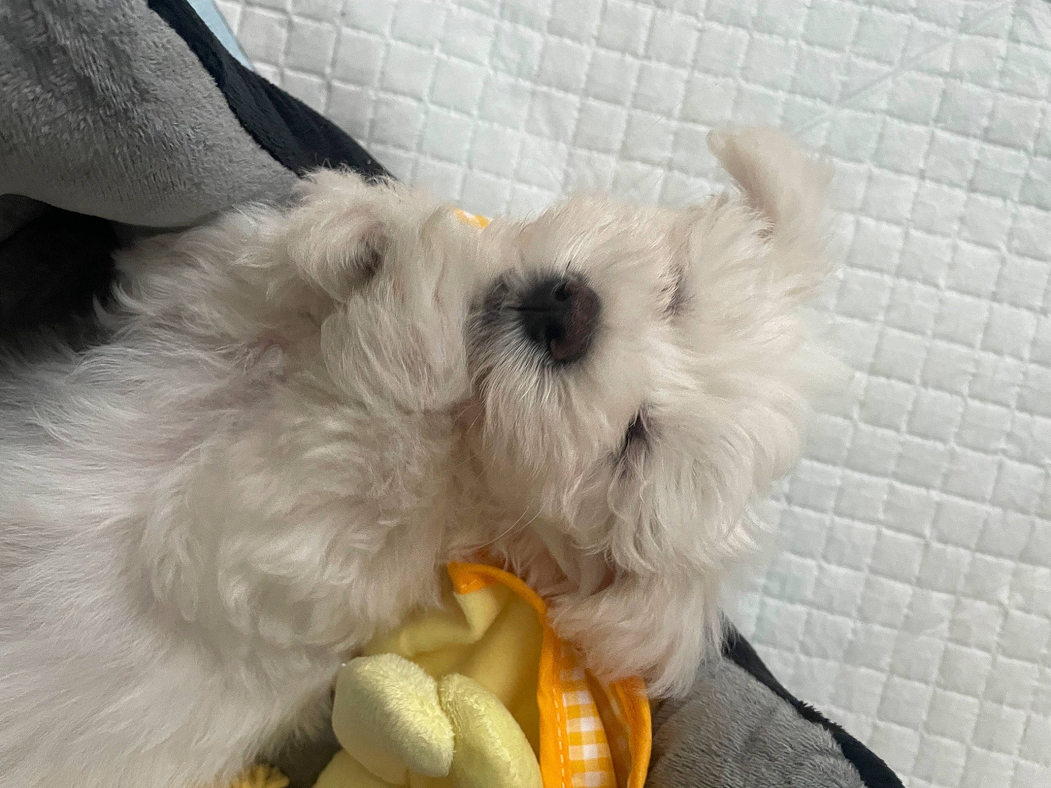 Barney is registered to the contest to win money with this photo: carnivore, comfort, companion_dog, dog, dog_breed, dog_clothes, dog_supply, fawn, felidae, fur, paw, small_terrier, small_to_medium_sized_cats, stuffed_toy, tail, terrier, toy, toy_dog, whiskers, working_animal
