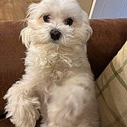Wilson is registered to the contest to win money with this photo: dog, pet, white_fur, fluffy, couch, pillow, indoor, portrait, close_up, eyes, nose, paw, fur, sitting, relaxed, domestic, furniture, hardwood_floor, doorway, looking_at_camera