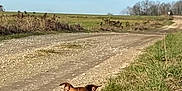 Cara a rejoint le concours — aidez-le/la à gagner de superbes lots ! dog, brown_and_white, grass, dirt_road, outdoor, sunny, sky, field, rural, nature, canine, pet, resting, daytime, animal, landscape, quiet, relaxed, open_space, ear_flap