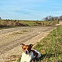dog, brown_and_white, grass, dirt_road, outdoor, sunny, sky, field, rural, nature, canine, pet, resting, daytime, animal, landscape, quiet, relaxed, open_space, ear_flap