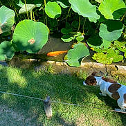 Cara participe au concours pour gagner de l'argent avec cette photo : dog, fish, pond, lotus_leaves, greenery, grass, water, nature, outdoor, sunlight, animal, curious, peaceful, orange_fish, leaf, plant, pet, daylight, small_dog, garden