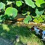 dog, fish, pond, lotus_leaves, greenery, grass, water, nature, outdoor, sunlight, animal, curious, peaceful, orange_fish, leaf, plant, pet, daylight, small_dog, garden