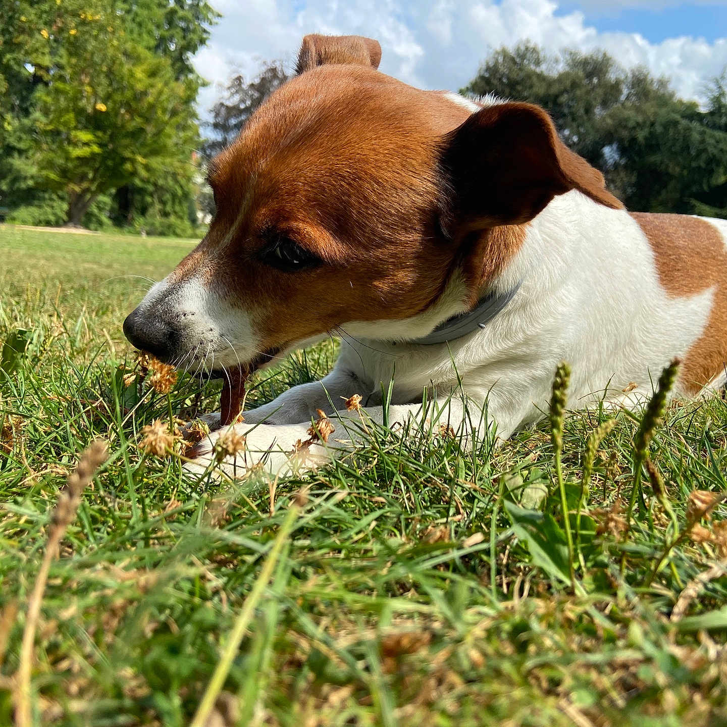 Cara participe au concours pour gagner de l'argent avec cette photo : animal, brown, canine, chewing, closeup, collar, daytime, dog, ears, grass, greenery, muzzle, nature, outdoor, park, pet, sky, sunny, trees, white