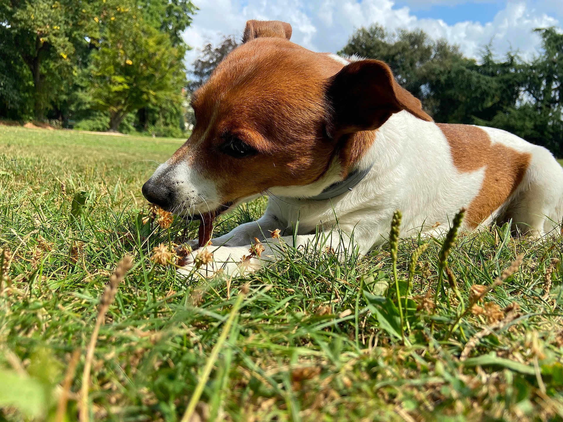 Cara participe au concours pour gagner de l'argent avec cette photo : dog, brown, white, grass, outdoor, park, chewing, animal, pet, nature, sunny, daytime, canine, closeup, muzzle, ears, collar, greenery, trees, sky