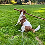 Cara participe au concours pour gagner de l'argent avec cette photo : dog, stick, grass, leash, outdoor, park, tree, sunlight, nature, pet, animal, canine, play, sitting, brown, white, daytime, field, fence, leisure