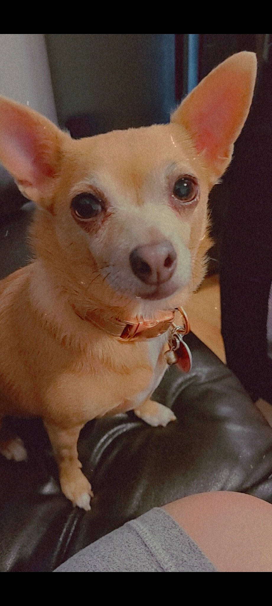 Minnie joined the competition — help win amazing prizes! ancient_dog_breeds, canidae, carnivore, companion_dog, corgi_chihuahua, dog, dog_breed, dog_supply, ear, fawn, fur, non_sporting_group, snout, sporting_group, terrestrial_animal, toy_dog, whiskers, working_animal