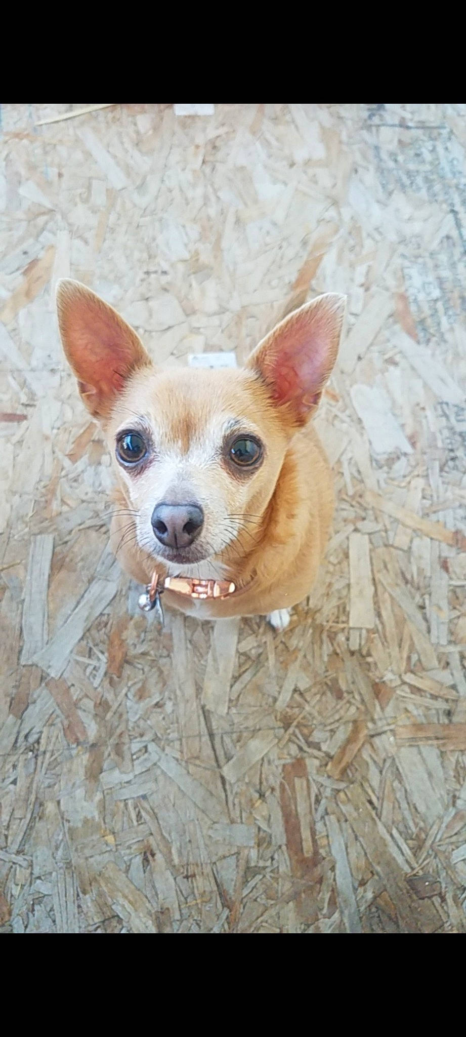 Minnie is registered to the contest to win money with this photo: ancient_dog_breeds, canidae, carnivore, chihuahua, companion_dog, dog, dog_breed, dog_supply, fawn, firefighter, fur, non_sporting_group, snout, sporting_group, tail, terrestrial_animal, toy_dog, whiskers, wood, working_animal