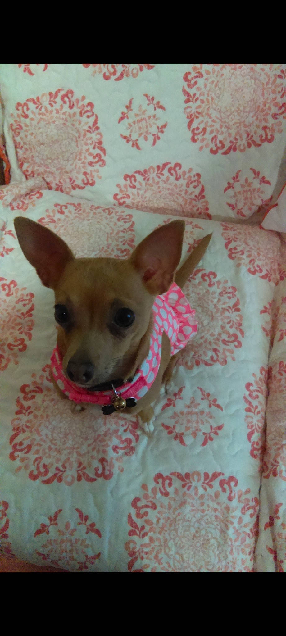 Minnie joined the competition — help win amazing prizes! canidae, carnivore, companion_dog, corgi_chihuahua, dog, dog_breed, dog_supply, ear, fawn, fur, linens, non_sporting_group, pattern, pink, snout, sporting_group, terrestrial_animal, toy_dog, whiskers, working_animal