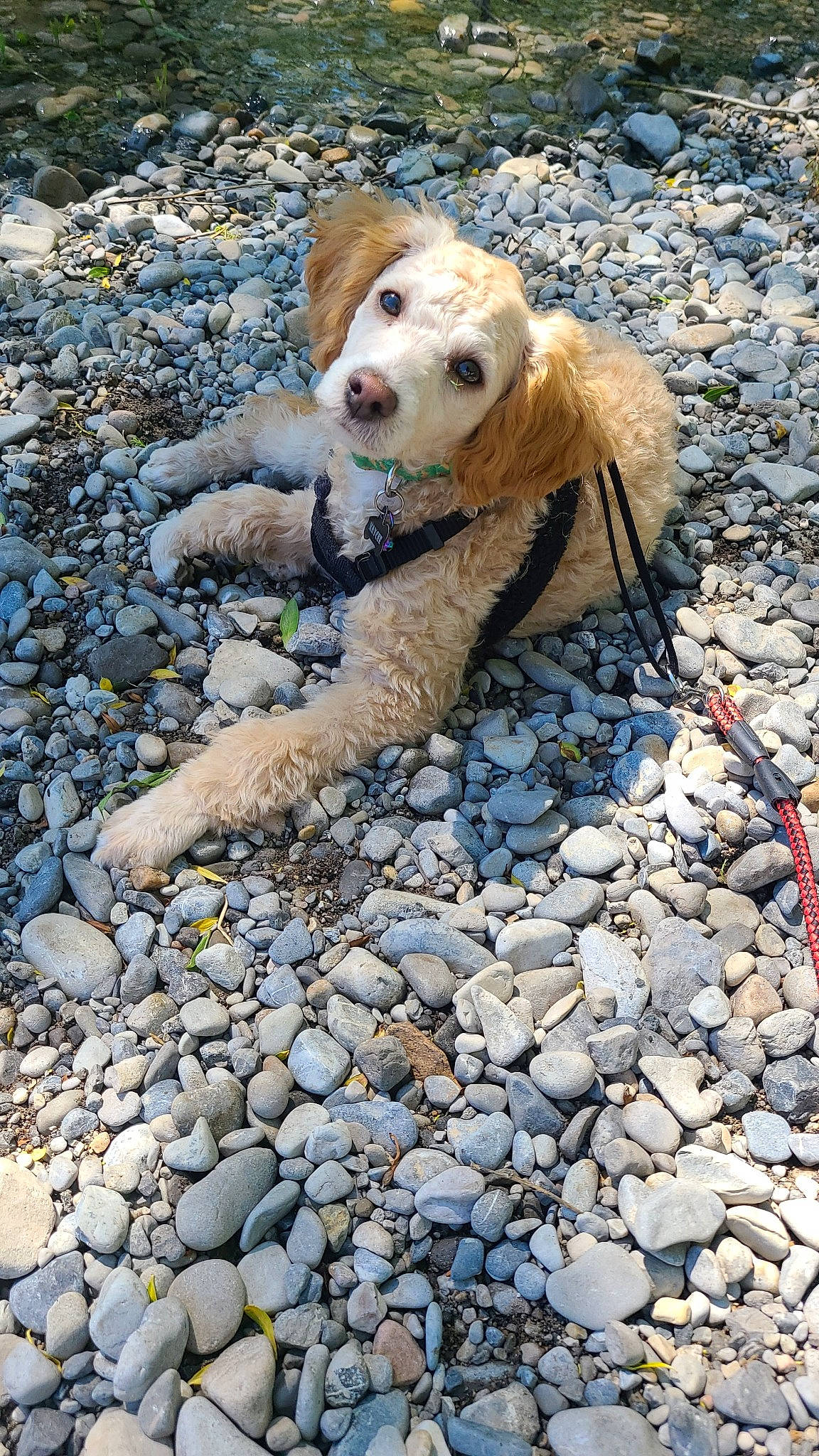 Kaycee is registered to the contest to win money with this photo: bedrock, canidae, carnivore, cobblestone, companion_dog, dog, dog_breed, fawn, flooring, fur, grass, leash, pebble, road_surface, rock, rubble, soil, sporting_group, street_dog, tree