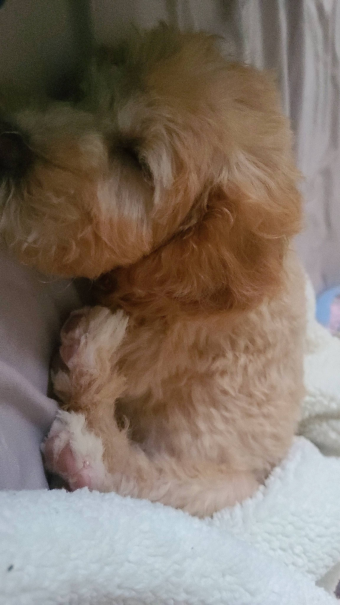 Kaycee joined the competition — help win amazing prizes! canidae, carnivore, comfort, companion_dog, dog, dog_breed, fawn, fur, liver, maltepoo, paw, pet_supply, snout, snow, sporting_group, tail, terrier, toy_dog, whiskers, working_animal