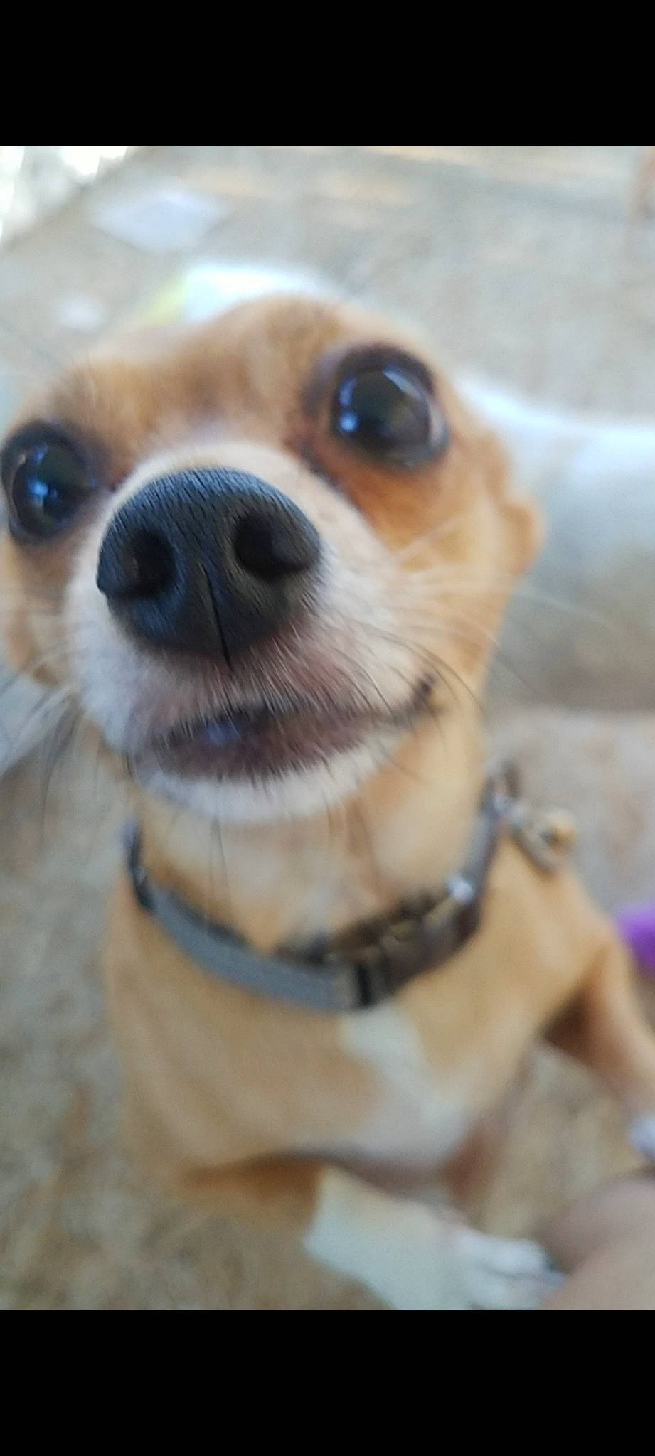 Mickey joined the competition — help win amazing prizes! canidae, carnivore, chihuahua, close_up, collar, companion_dog, dog, dog_breed, dog_collar, fawn, fur, pet_supply, snout, sporting_group, terrestrial_animal, terrier, toy, toy_dog, whiskers, wood