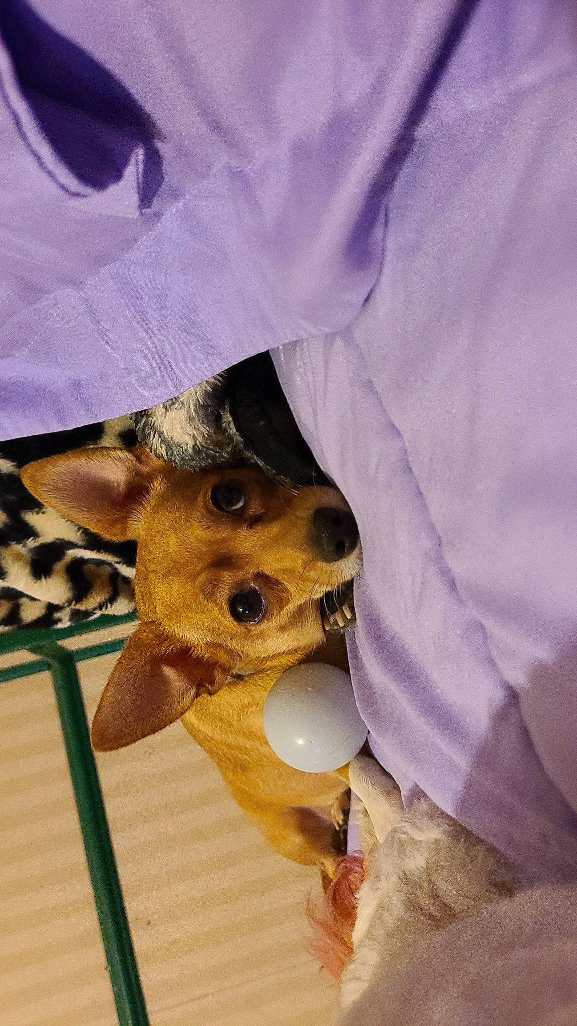 Mickey joined the competition — help win amazing prizes! bed, canidae, carnivore, comfort, companion_dog, dog, dog_breed, dog_supply, fawn, felidae, fur, insect, linens, paw, sleeve, snout, toy_dog, whiskers, wildlife