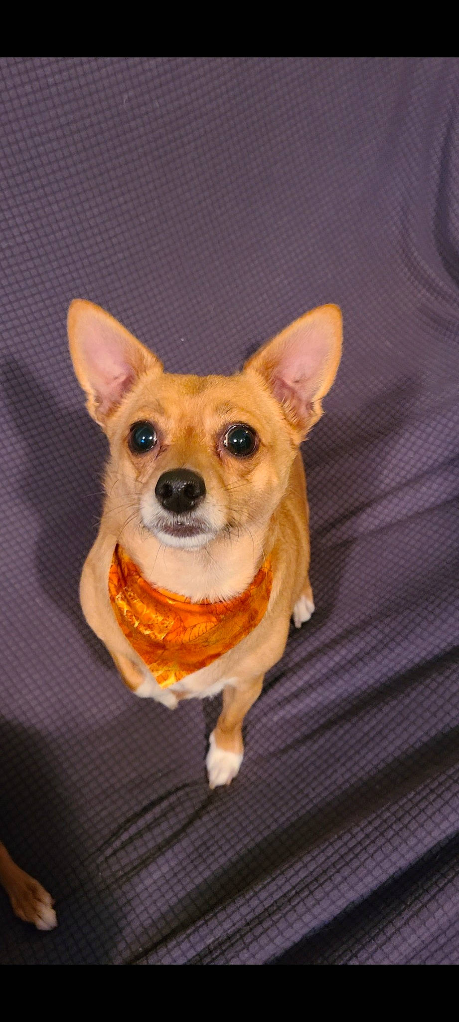 Mickey joined the competition — help win amazing prizes! canidae, carnivore, chihuahua, companion_dog, corgi_chihuahua, dog, dog_breed, dog_clothes, dog_supply, eye, fawn, fur, paw, snout, sporting_group, tail, terrestrial_animal, toy_dog, whiskers, working_animal