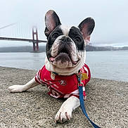 Kyng joined the competition — help win amazing prizes! dog, french_bulldog, pet, leash, jersey, concrete, water, bridge, fog, outdoor, sky, ears, tongue, sport, san_francisco, golden_gate_bridge, animal, cute, portrait, close_up