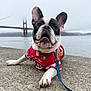 dog, french_bulldog, pet, leash, jersey, concrete, water, bridge, fog, outdoor, sky, ears, tongue, sport, san_francisco, golden_gate_bridge, animal, cute, portrait, close_up