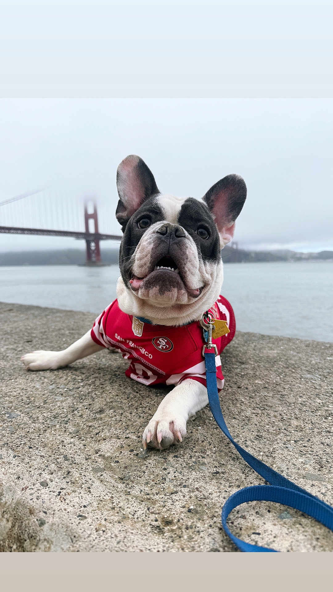 Kyng joined the competition — help win amazing prizes! dog, french_bulldog, pet, leash, jersey, concrete, water, bridge, fog, outdoor, sky, ears, tongue, sport, san_francisco, golden_gate_bridge, animal, cute, portrait, close_up