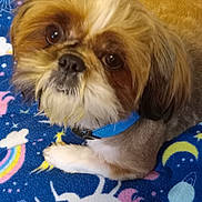 Gizmo joined the competition — help win amazing prizes! dog, small_dog, close_up, brown_and_white, blue_collar, blanket, colorful_blanket, rainbow, stars, moon, unicorn, cute, pet, animal, fur, lying_down, indoor, looking_up, face, expressive_eyes