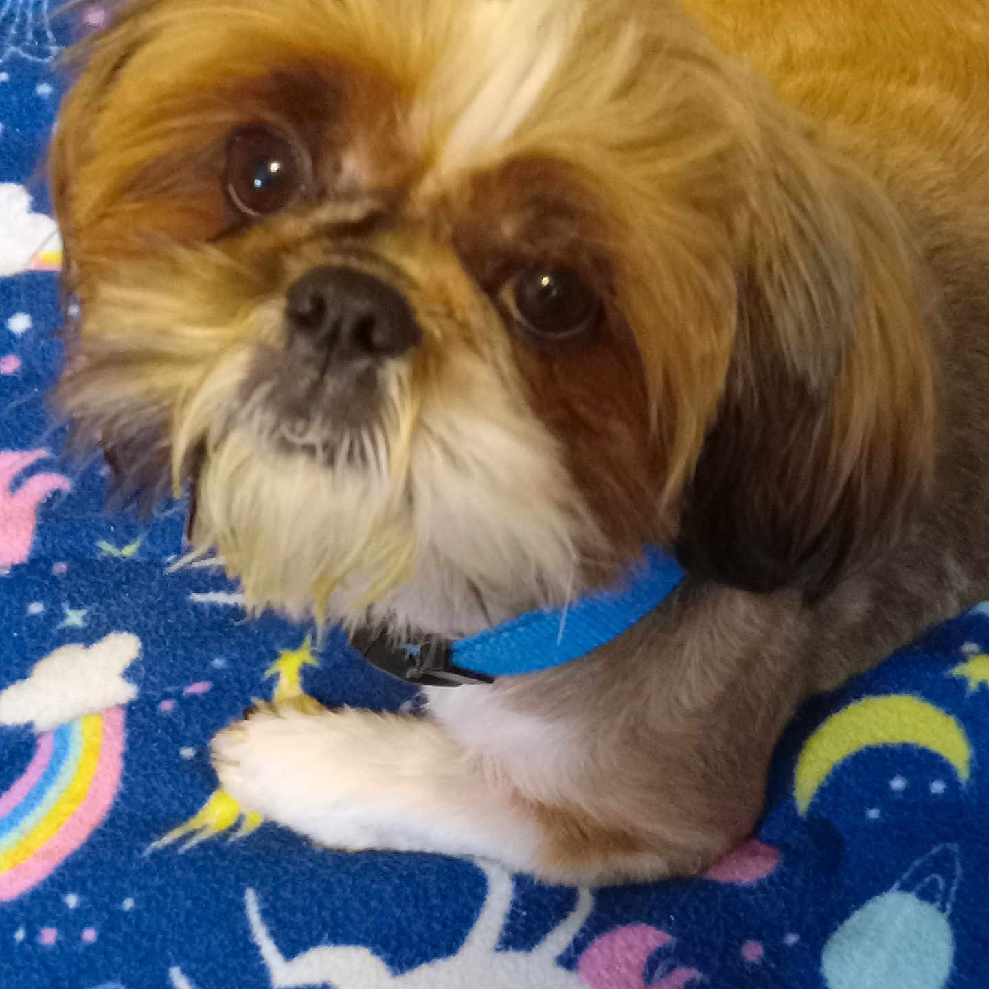 Gizmo joined the competition — help win amazing prizes! animal, blanket, blue_collar, brown_and_white, close_up, colorful_blanket, cute, dog, expressive_eyes, face, fur, indoor, looking_up, lying_down, moon, pet, rainbow, small_dog, stars, unicorn
