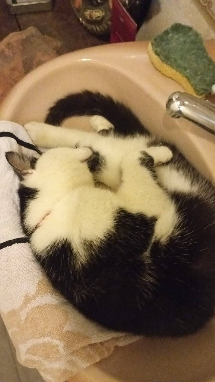 Jean Luc a rejoint le concours — aidez-le/la à gagner de superbes lots ! bathroom, canidae, carnivore, cat, claw, comfort, cutlery, domestic_short_haired_cat, felidae, fur, kitchen_utensil, nap, paw, plumbing_fixture, sink, small_to_medium_sized_cats, snout, tail, terrestrial_animal, whiskers