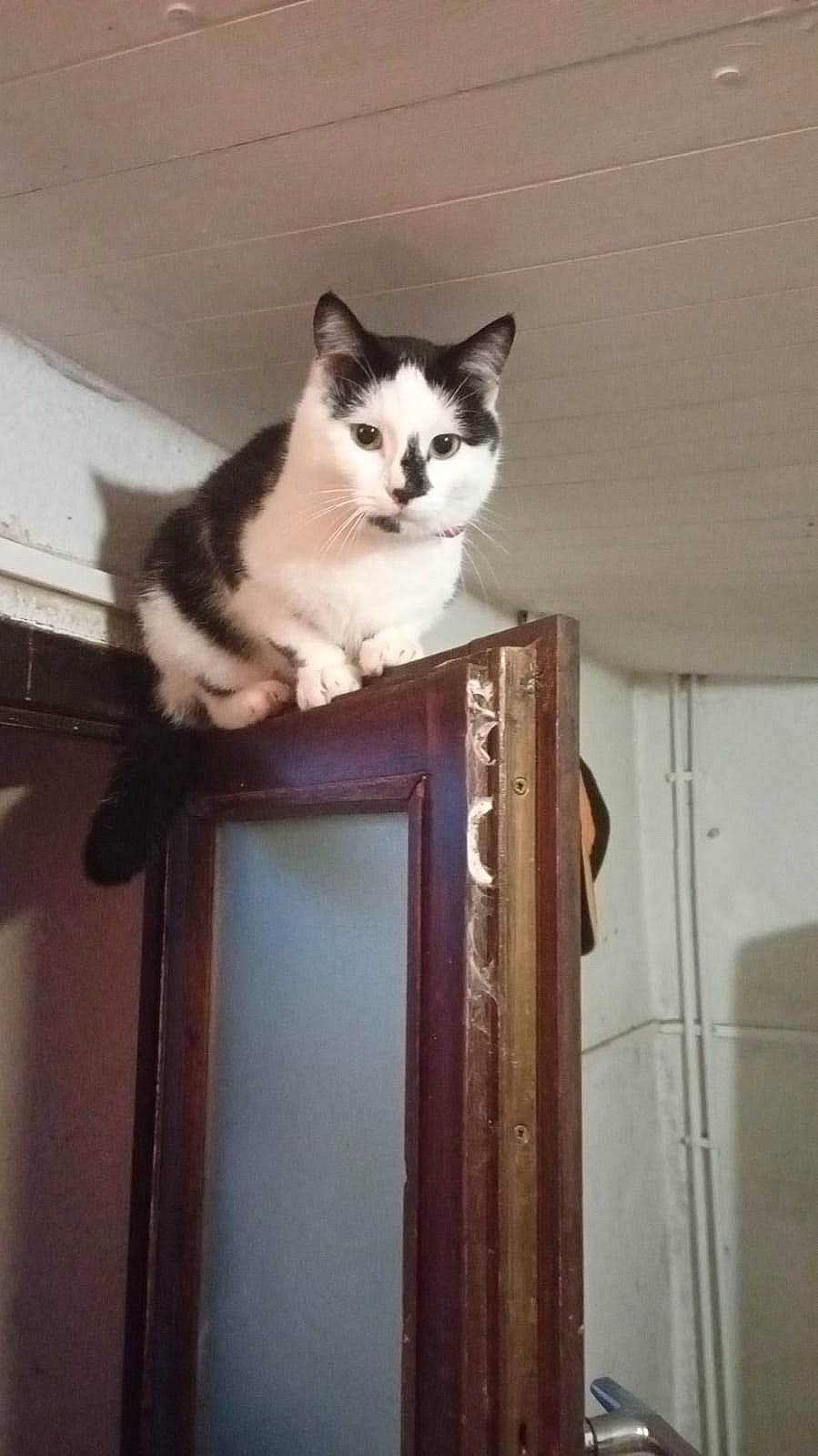 Jean Luc participe au concours pour gagner de l'argent avec cette photo : carnivore, cat, ceiling, domestic_short_haired_cat, door, felidae, flooring, fur, hardwood, paw, room, sitting, small_to_medium_sized_cats, stairs, tail, whiskers, window, wood