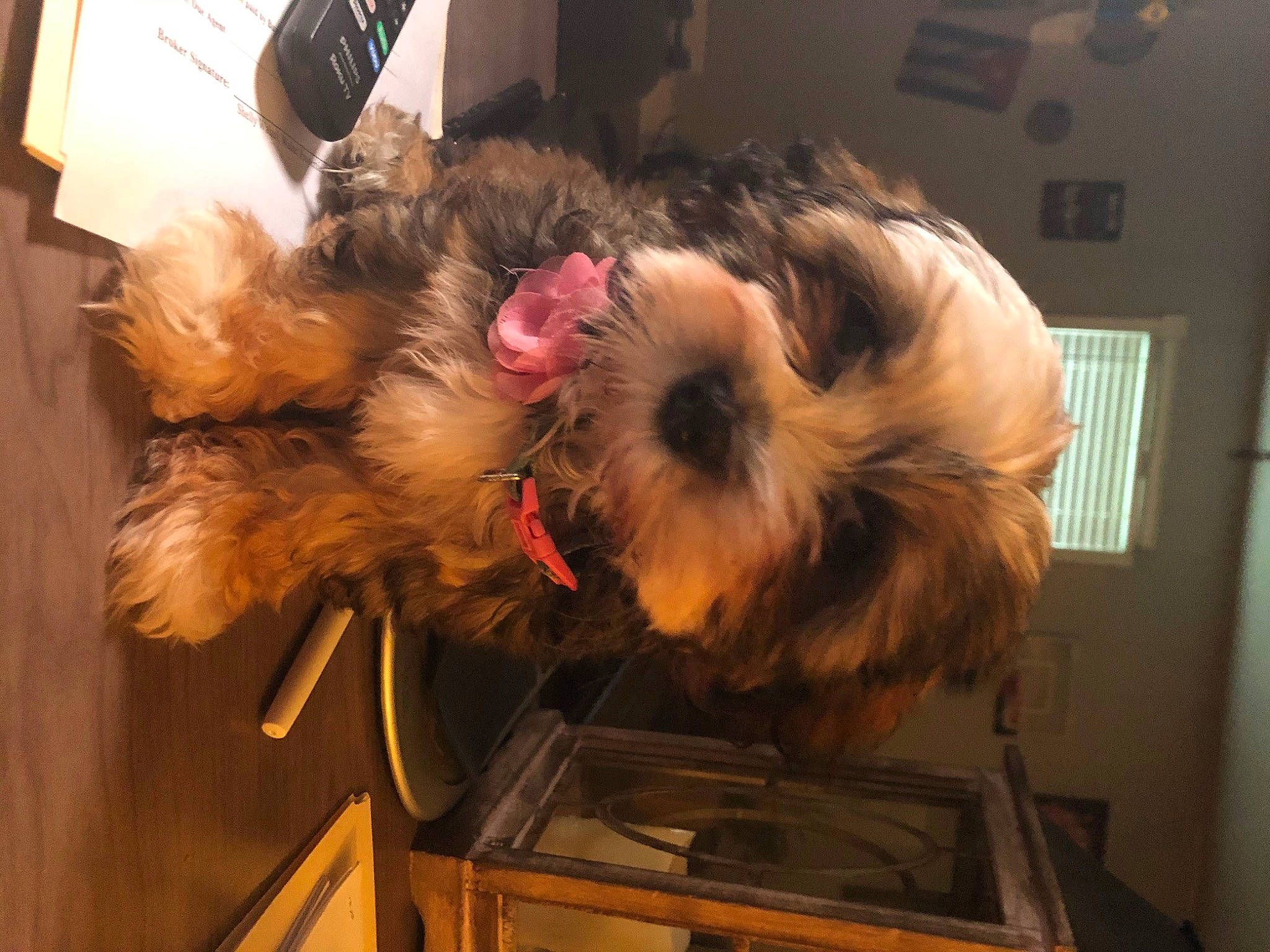 Lilu is registered to the contest to win money with this photo: affenpinscher, canidae, carnivore, companion_dog, dog, dog_breed, ear, griffon_bruxellois, irish_soft_coated_wheaten_terrier, lhasa_apso, morkie, non_sporting_group, norfolk_terrier, puppy, shih_tzu, small_terrier, terrier, tibetan_terrier, toy_dog, yorkshire_terrier