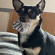 Papito is registered to the contest to win money with this photo: dog, small_dog, black_dog, tan_dog, sock, striped_sock, pet, indoor, blanket, striped_blanket, fur, ears, alert, cute, animal, canine, companion, domestic_animal, sitting, mouth_holding