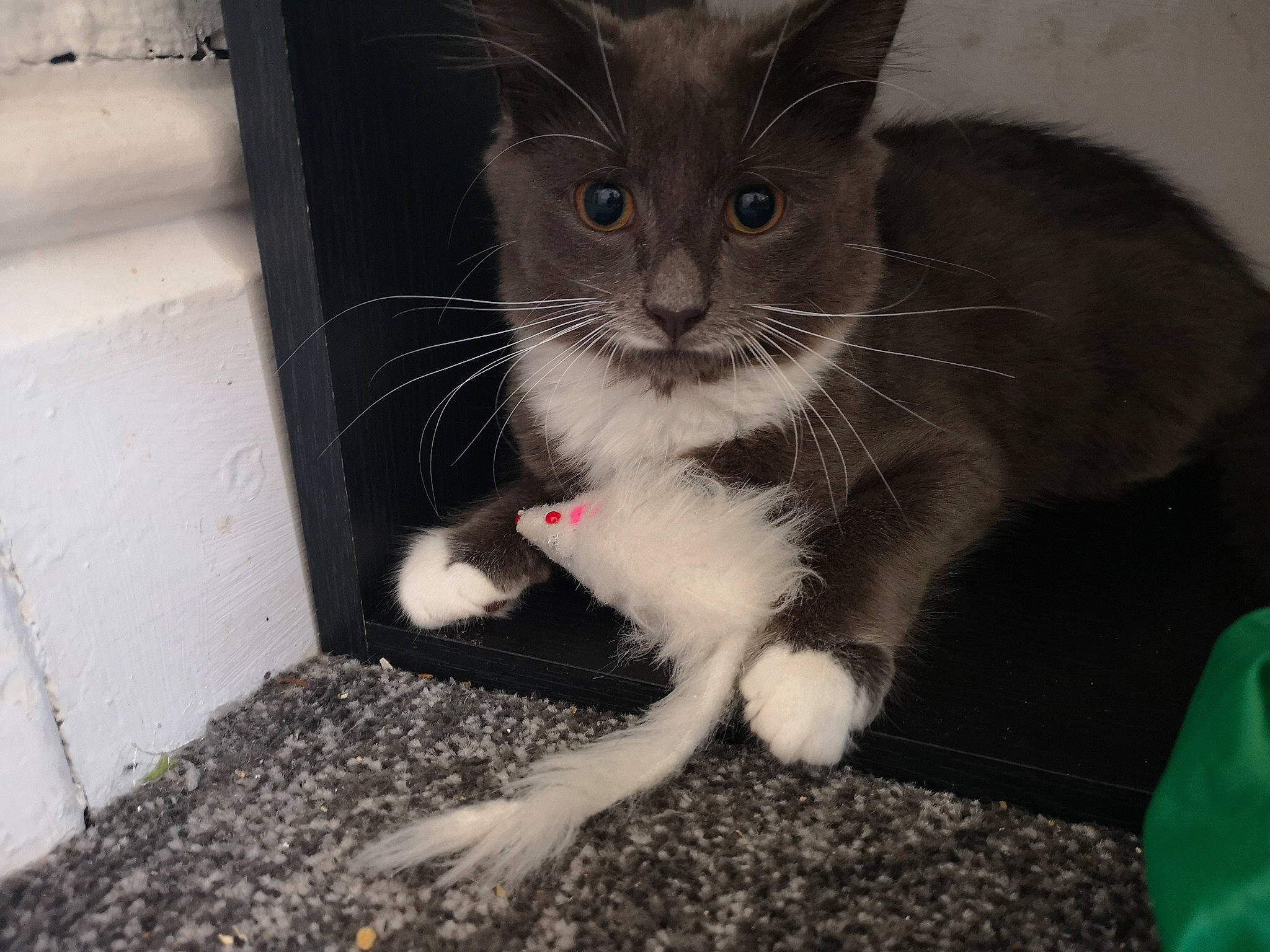 Beanz is registered to the contest to win money with this photo: black_cat, carnivore, cat, claw, domestic_short_haired_cat, european_shorthair, fawn, felidae, german_rex, kitten, mammal, ojos_azules, oriental_longhair, polydactyl_cat, small_to_medium_sized_cats, snout, whiskers