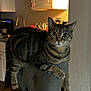 cat, tabby_cat, indoor, chair, kitchen, furniture, curious, pet, animal, domestic_animal, gray, striped, whiskers, ears, eyes, table, home, appliances, lighting, relaxed