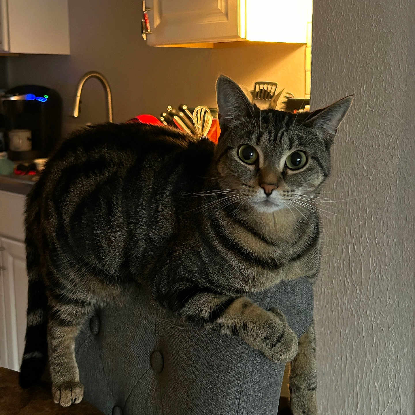 Bella is registered to the contest to win money with this photo: animal, appliances, cat, chair, curious, domestic_animal, ears, eyes, furniture, gray, home, indoor, kitchen, lighting, pet, relaxed, striped, tabby_cat, table, whiskers