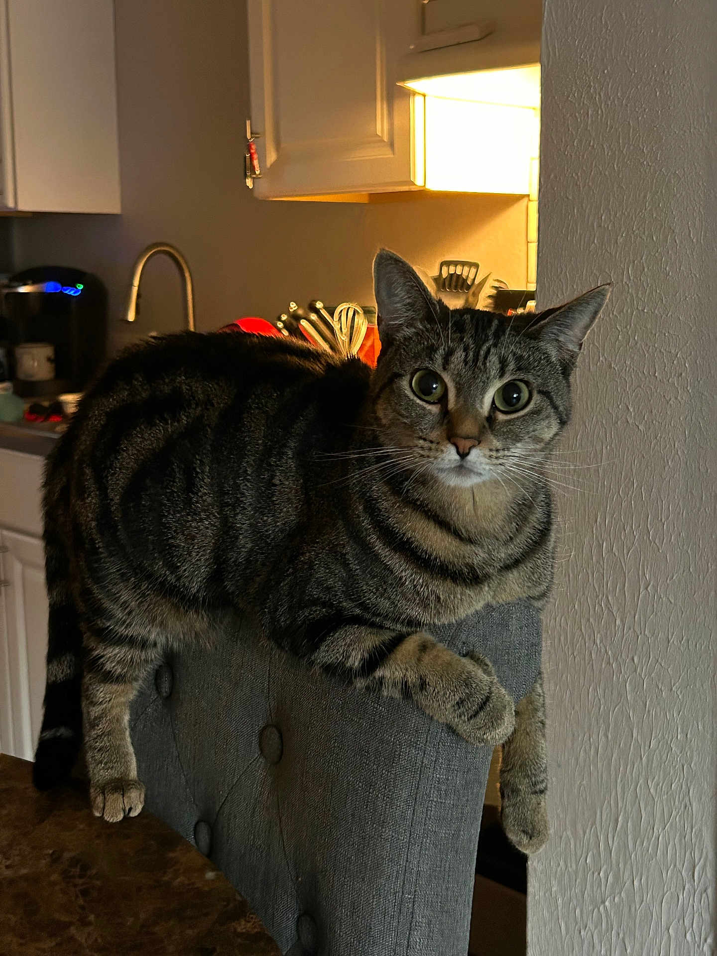 Bella is registered to the contest to win money with this photo: cat, tabby_cat, indoor, chair, kitchen, furniture, curious, pet, animal, domestic_animal, gray, striped, whiskers, ears, eyes, table, home, appliances, lighting, relaxed