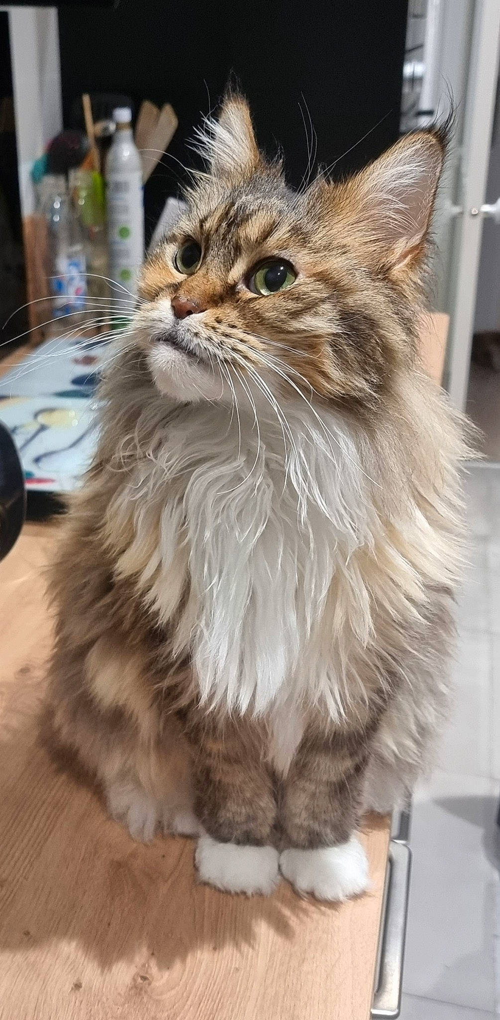 Lilou a rejoint le concours — aidez-le/la à gagner de superbes lots ! bottle, carnivore, cat, claw, fawn, felidae, fur, maine_coon, norwegian_forest_cat, plant, small_to_medium_sized_cats, snout, tail, whiskers