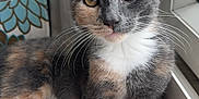 Elsa is registered to the contest to win money with this photo: abyssinian, angora, animal, brasssection, cat, horn, kitten, manx, musicalinstrument, pet, siamese, window, windowsill