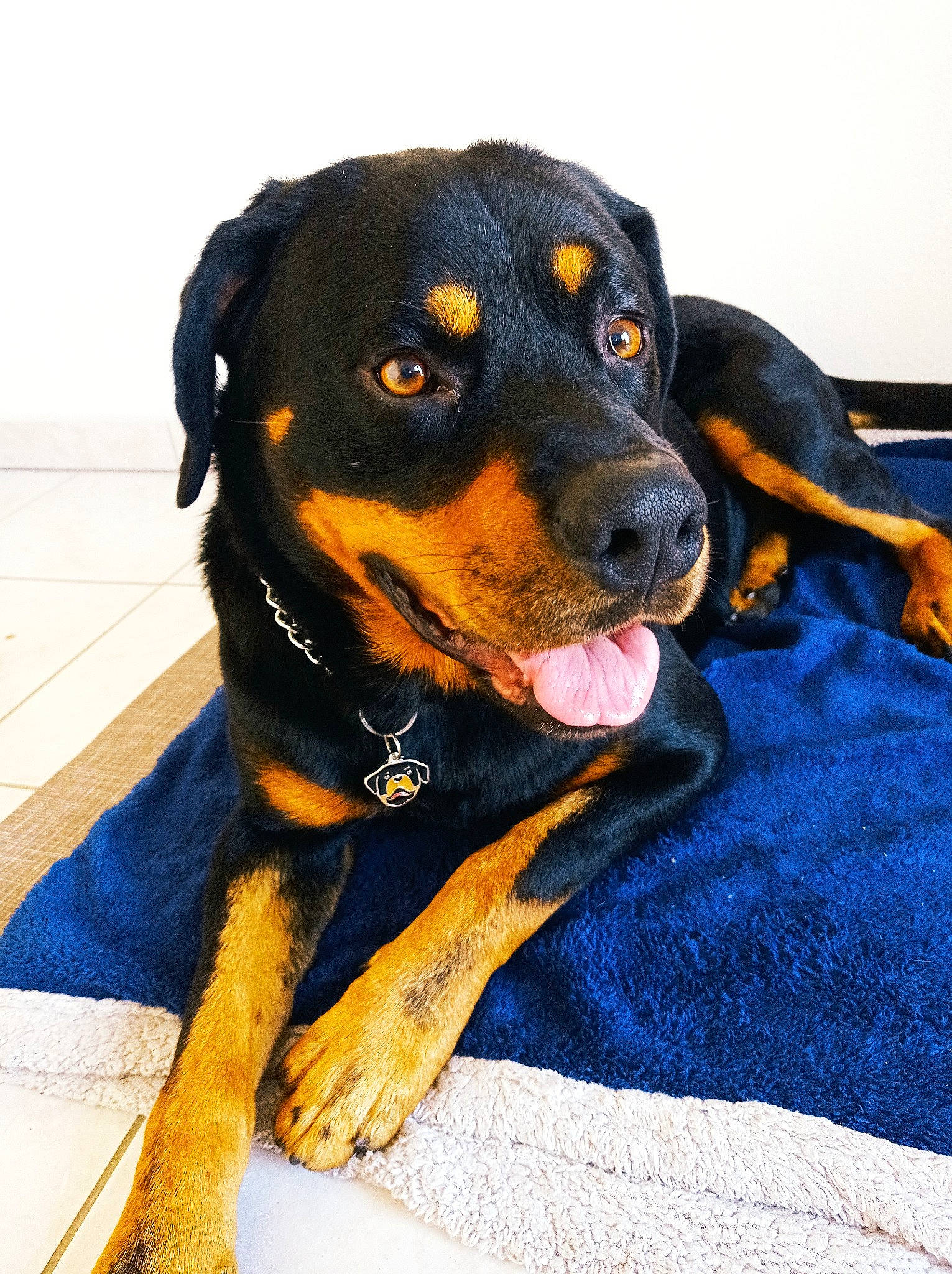 Simba a rejoint le concours — aidez-le/la à gagner de superbes lots ! austrian_black_and_tan_hound, beaglier, canidae, carnivore, collar, companion_dog, dog, dog_breed, electric_blue, giant_dog_breed, guard_dog, hunting_dog, molosser, rottweiler, snout, sporting_group, working_animal, working_dog