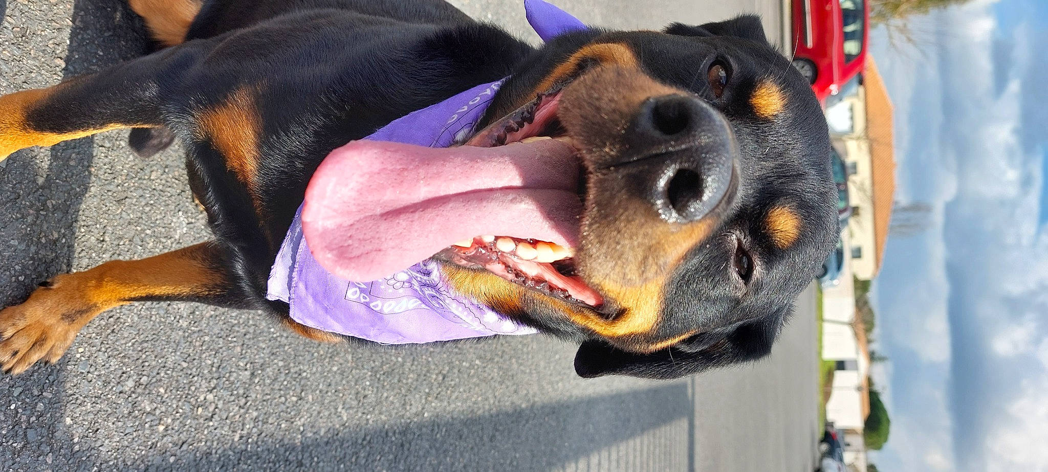 Simba participe au concours pour gagner de l'argent avec cette photo : biting, canidae, carnivore, collar, companion_dog, dog, dog_breed, dog_supply, ear, fawn, fur, guard_dog, jaw, leash, mammal, pet_supply, snout, sporting_group, whiskers, working_animal