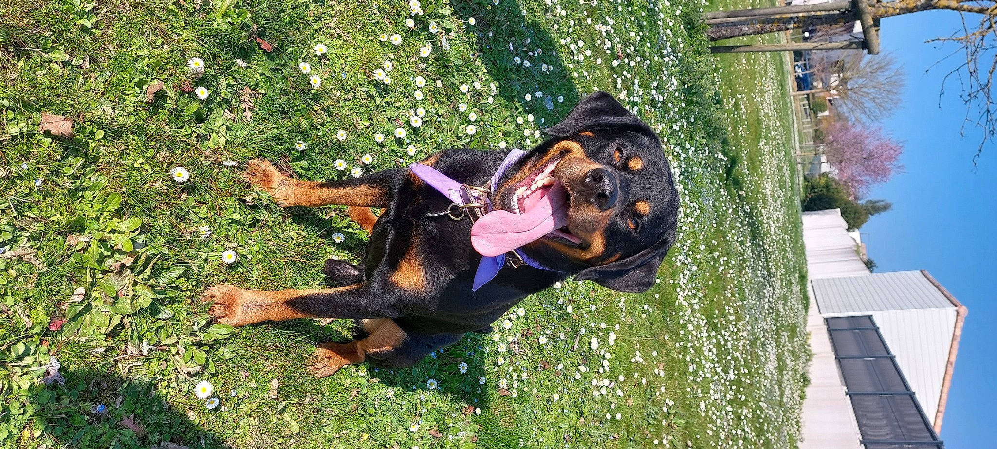 Simba participe au concours pour gagner de l'argent avec cette photo : canidae, carnivore, companion_dog, dog, dog_breed, fun, grass, guard_dog, hunting_dog, lawn, mammal, plant, rottweiler, smile, sporting_group, vertebrate, working_animal, working_dog