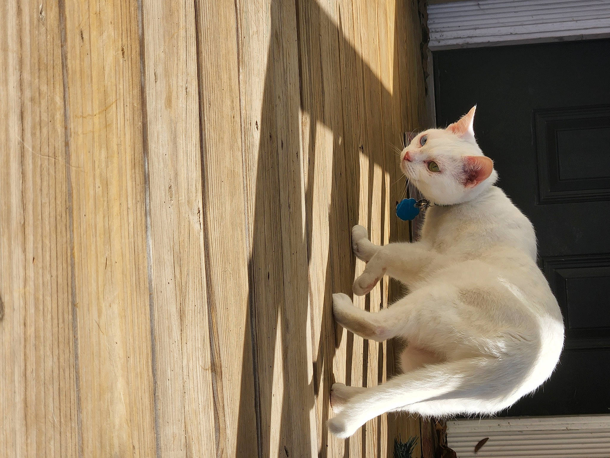 Carla Echo is registered to the contest to win money with this photo: canidae, carnivore, cat, domestic_short_haired_cat, door, fawn, felidae, fur, hardwood, plank, plywood, sitting, small_to_medium_sized_cats, snout, tail, terrestrial_animal, whiskers, window, wood, wood_stain