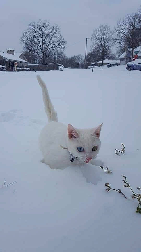 Carla Echo is registered to the contest to win money with this photo: carnivore, cat, domestic_short_haired_cat, felidae, freezing, fur, paw, precipitation, sky, small_to_medium_sized_cats, snout, snow, tail, tree, twig, whiskers, white, window, winter