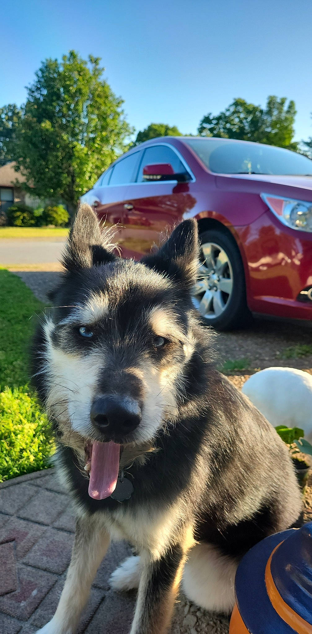 Toothless joined the competition — help win amazing prizes! automotive_tire, blue, bumper, car, carnivore, companion_dog, dog, dog_breed, fawn, fender, hood, hubcap, light, plant, sky, tire, tree, vehicle, vehicle_door, wheel