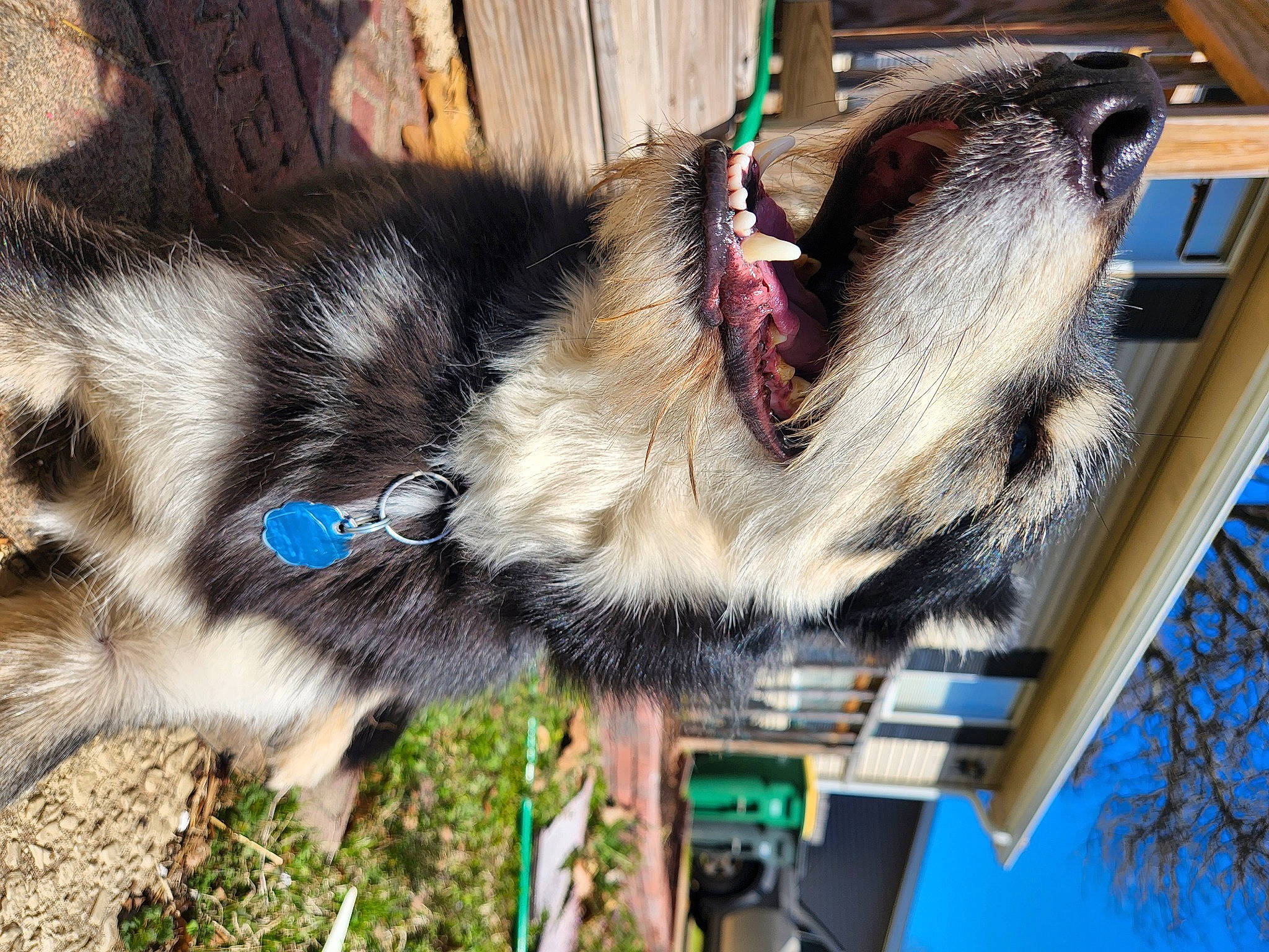 Toothless is registered to the contest to win money with this photo: canidae, carnivore, claw, collar, dog_breed, feather, fur, little_red_flying_fox, natural_material, snout, sporting_group, tail, terrestrial_animal, tree, whiskers, wildlife, wood